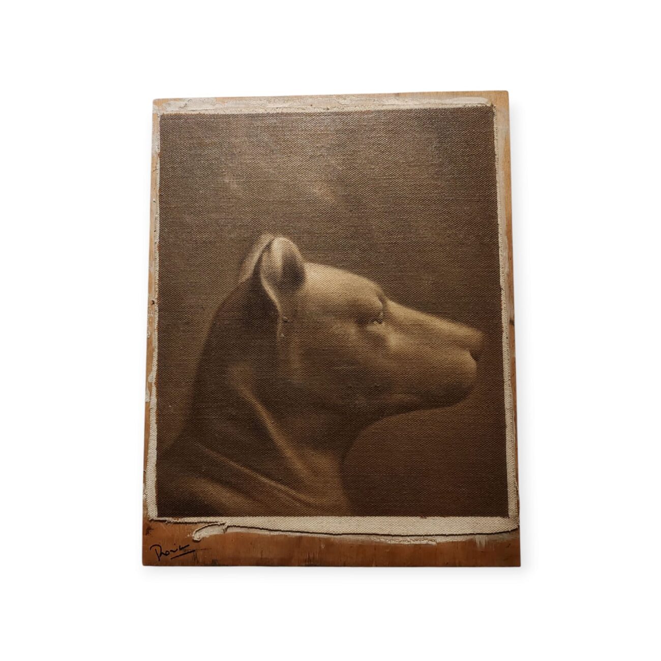 Cabeza de un Perro